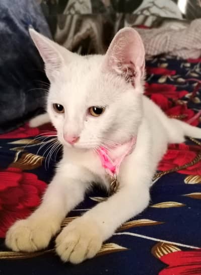 white cats