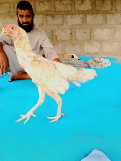 Parrot beak aseel madi