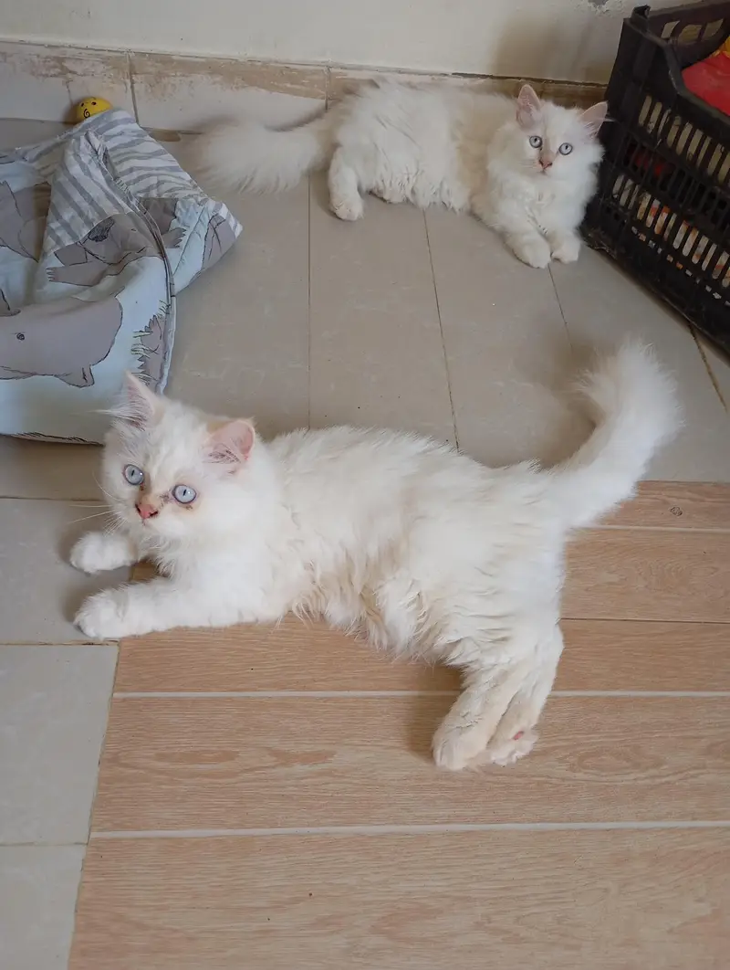 Persian kittens for sale — photo 2