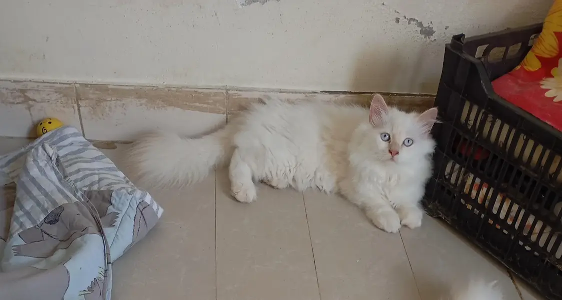 Persian kittens for sale — photo 3