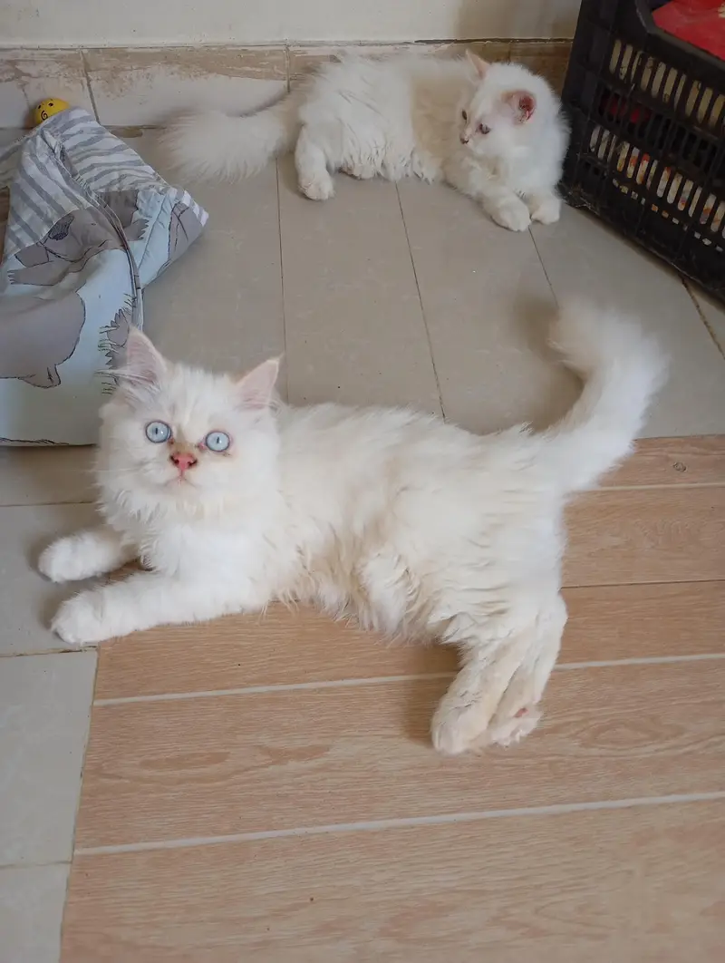 Persian kittens for sale — photo 4