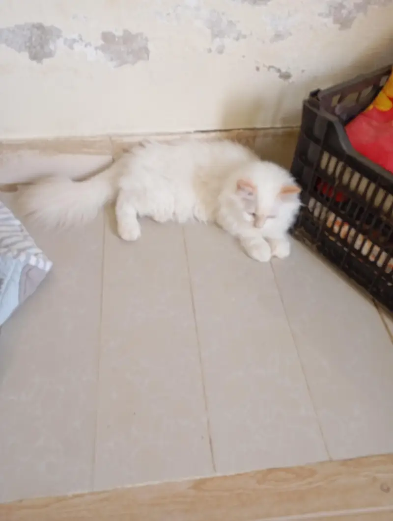 Persian kittens for sale — photo 5