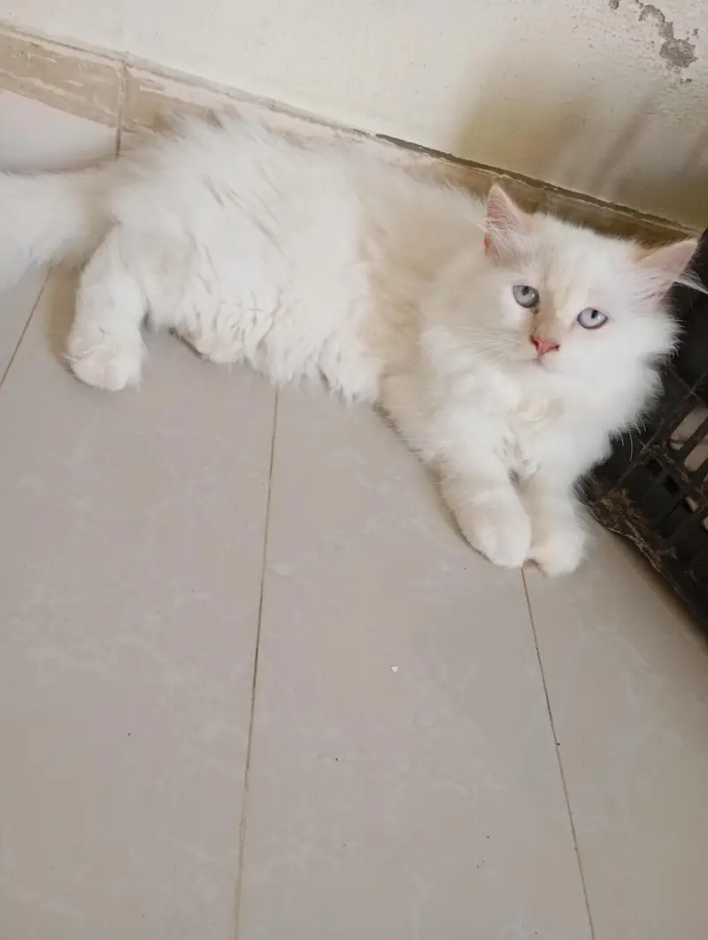 Persian kittens for sale — photo 6