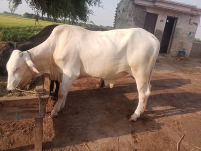 Syed Dairy Farm Sahiwal Muhammadpur