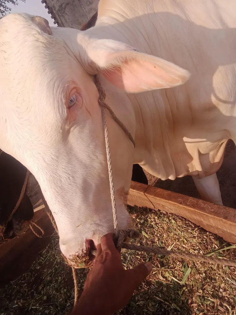 Syed Dairy Farm Sahiwal Muhammadpur — photo 2