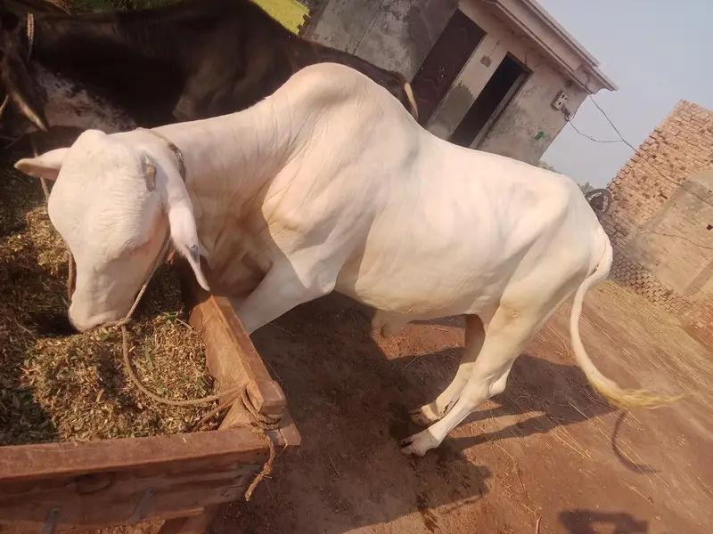 Syed Dairy Farm Sahiwal Muhammadpur — photo 3