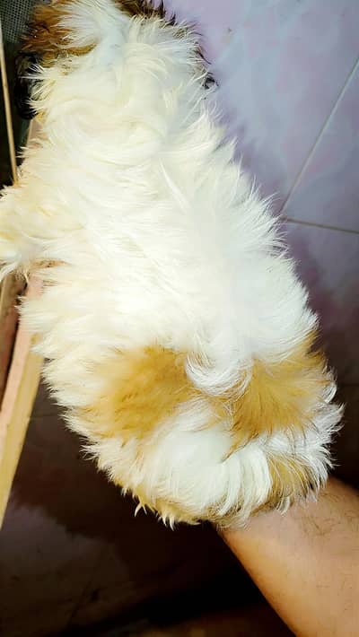 shihtzu female puppy short tail available