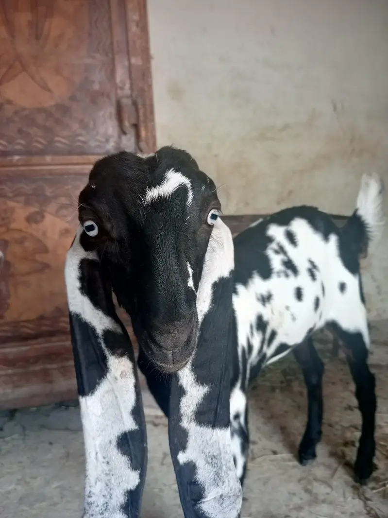 betal dabi phat top colity — photo 2
