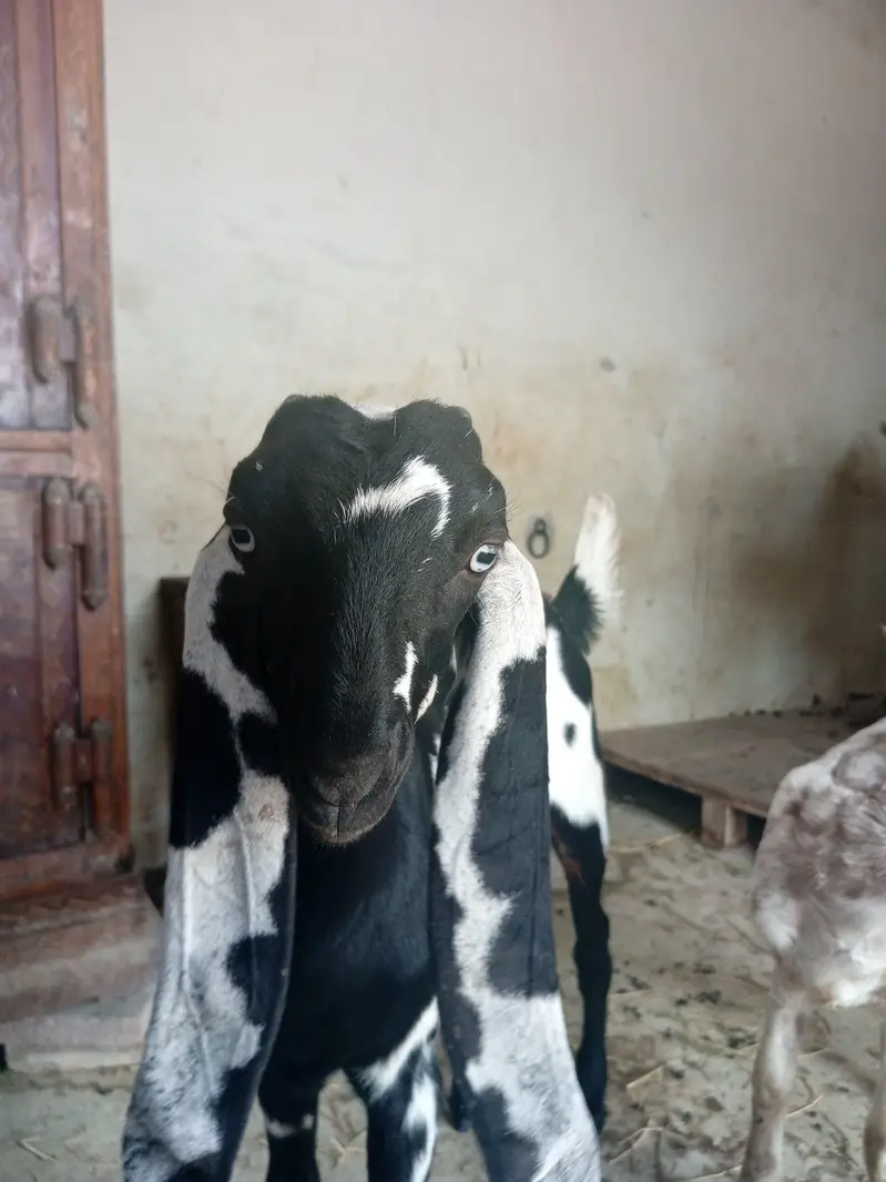 betal dabi phat top colity — photo 3