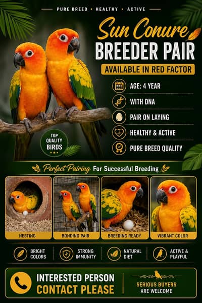 Conure Parrot | Sun conure Parrots Pair | Yellow Conure Pair For Sale