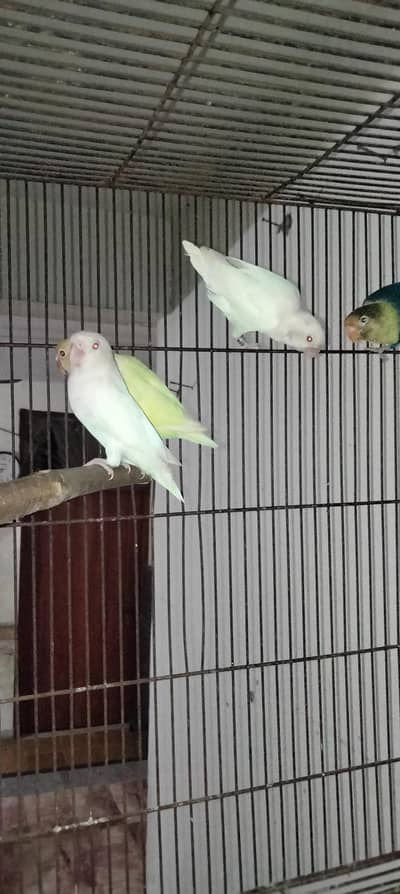 love birds for sale confirm breeder pair fan java pair and 2 cage