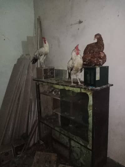 desi hens