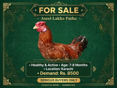 Aseel For Sale