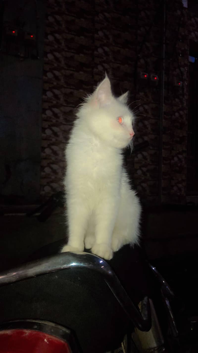 Persian cat 1