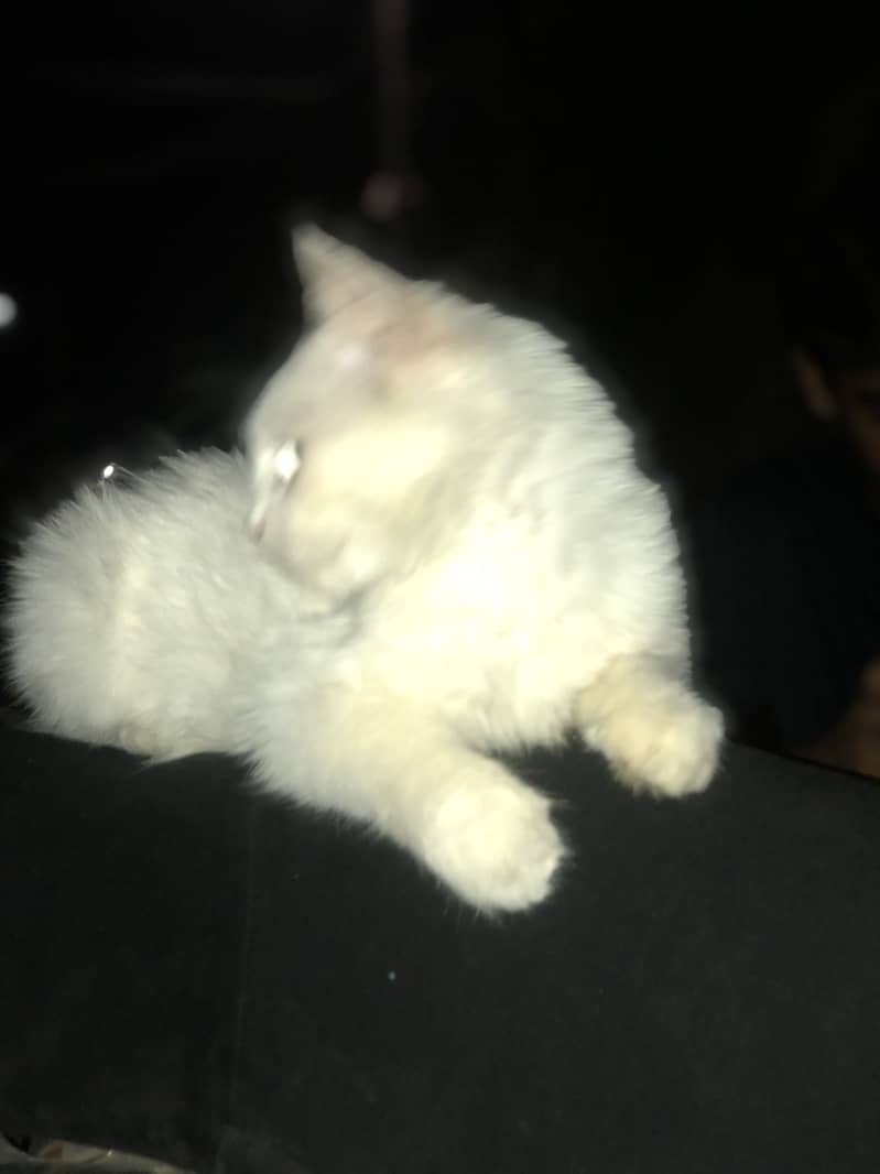 Persian cat 3