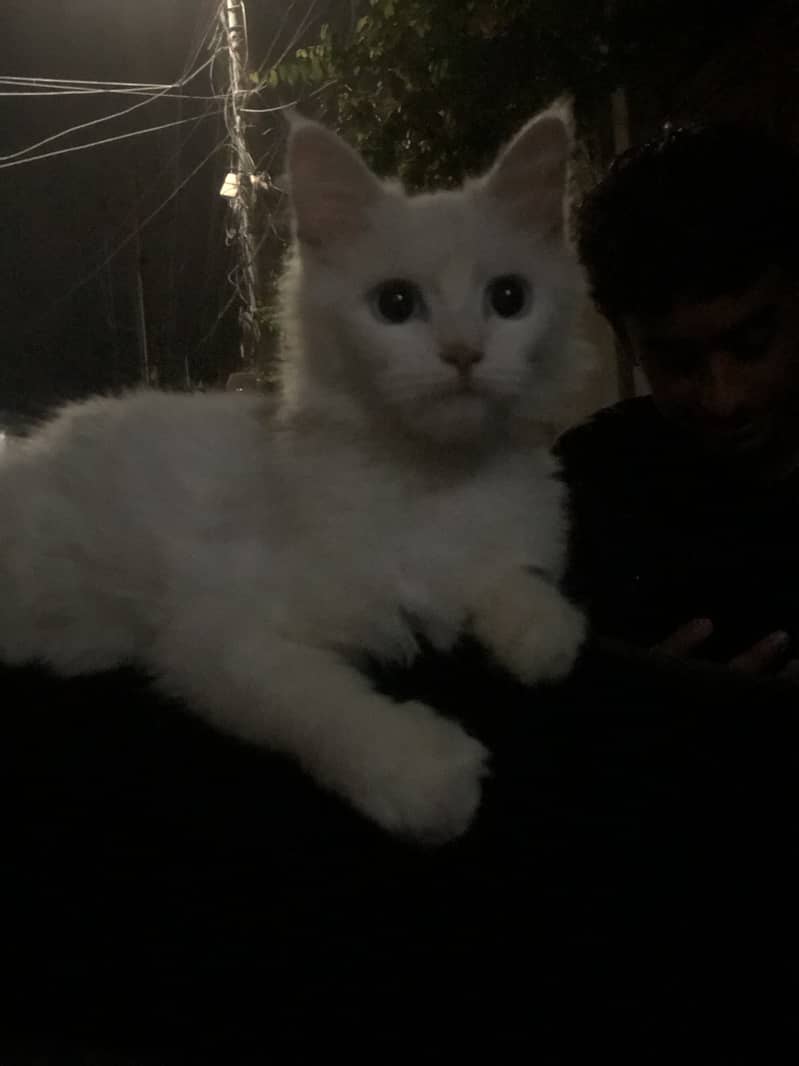Persian cat 5