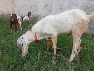 beader for sale .