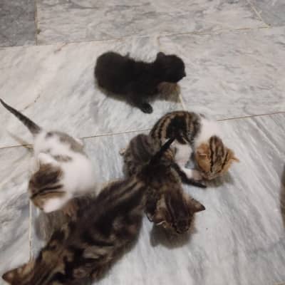 five kitten for sale