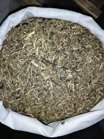 Mongi missa | مونگی مسہ | Mungi