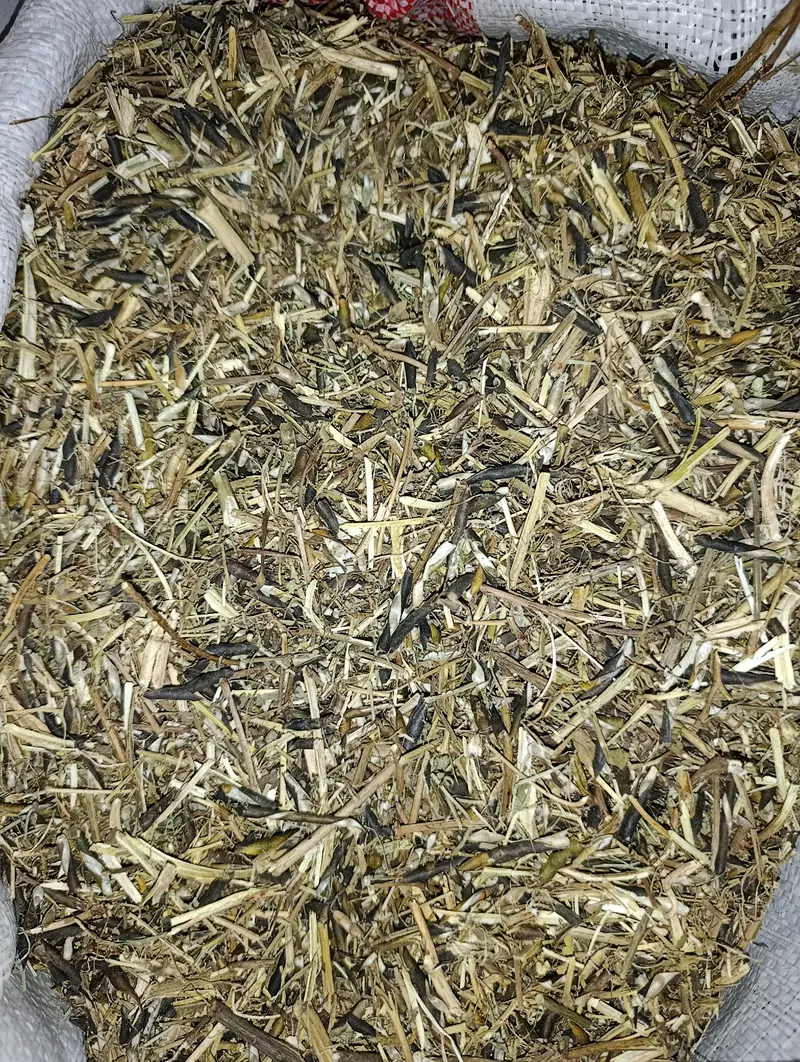 Mongi missa | مونگی مسہ | Mungi — photo 2