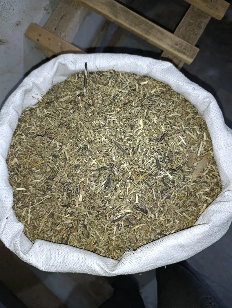 Mongi missa | مونگی مسہ | Mungi — photo 3