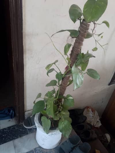 Healthy Plants for Sale Different Sizes & Varieties
