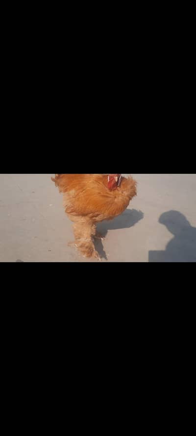 golden buff chicks