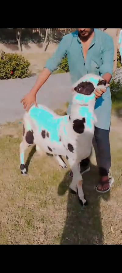 animal sell