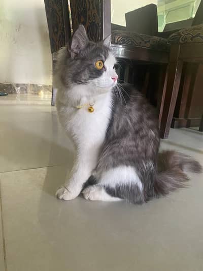 Bella  Persian cat long hair fully trained and vaccinated