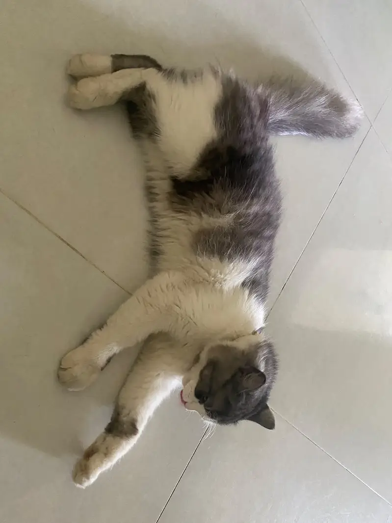 Bella  Persian cat long hair fully trained and vaccinated — photo 3