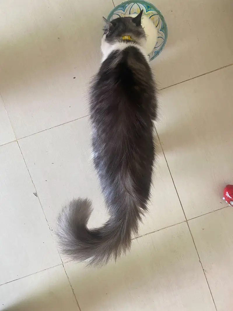 Bella  Persian cat long hair fully trained and vaccinated — photo 4