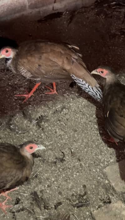 Red, yellow, silver golden breeder and  pathay pairs are available