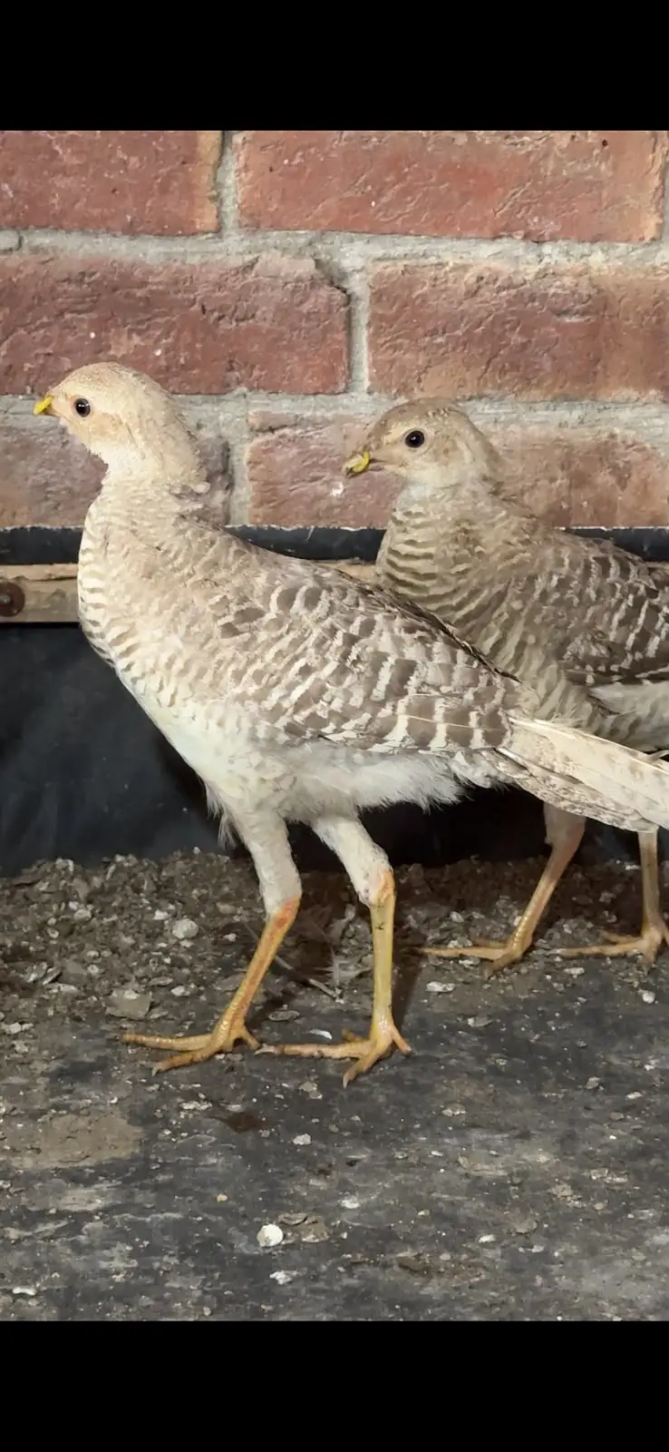 Red, yellow, silver golden breeder and  pathay pairs are available — photo 2