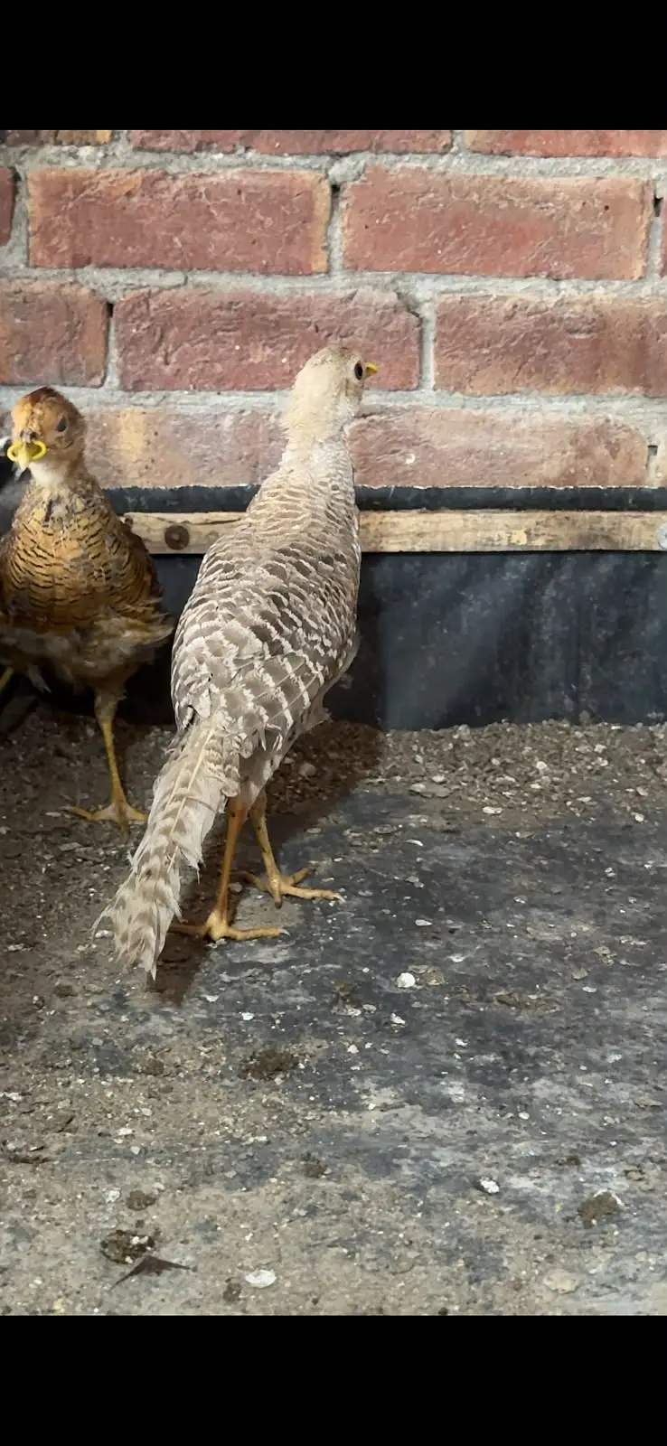 Red, yellow, silver golden breeder and  pathay pairs are available — photo 3