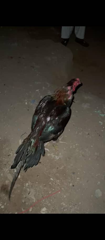 high quality lakha