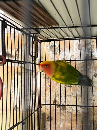 Lovebirds breeder fertile male for sale