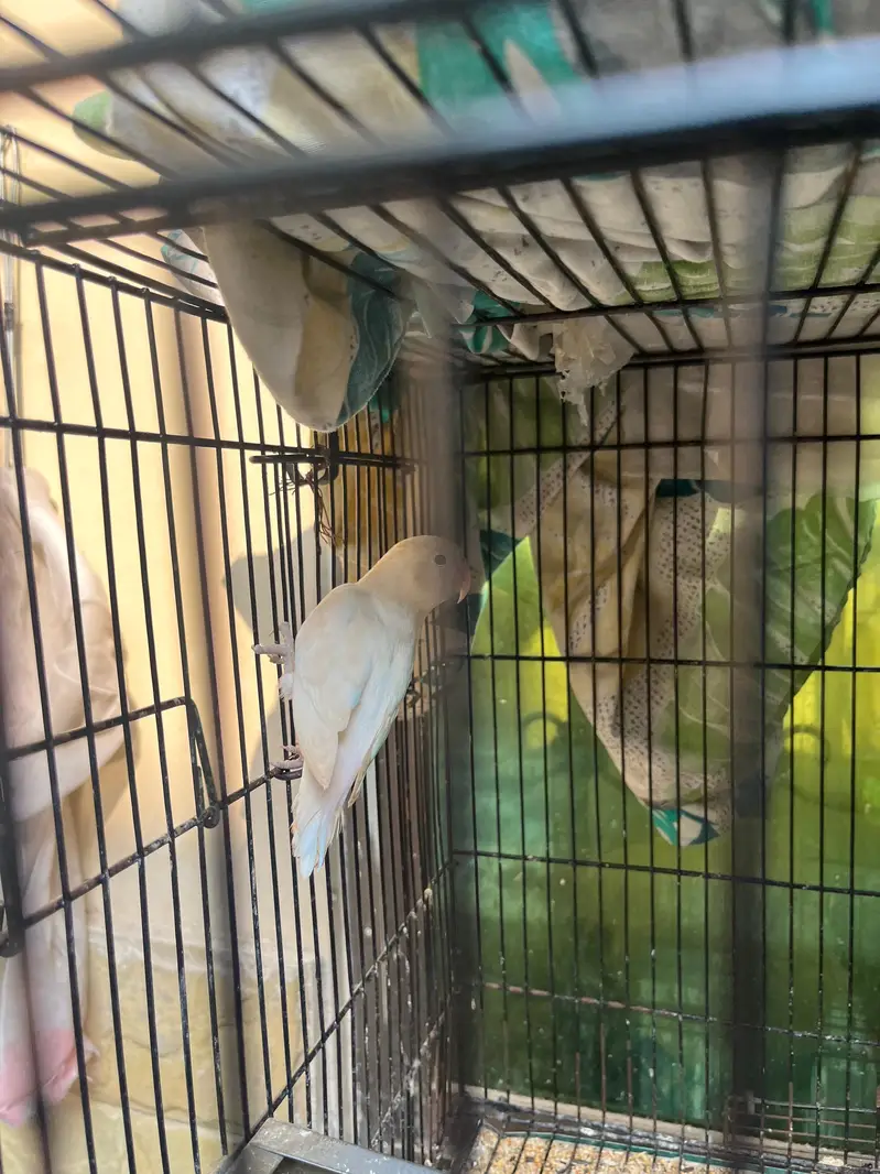 Lovebirds breeder fertile male for sale — photo 2