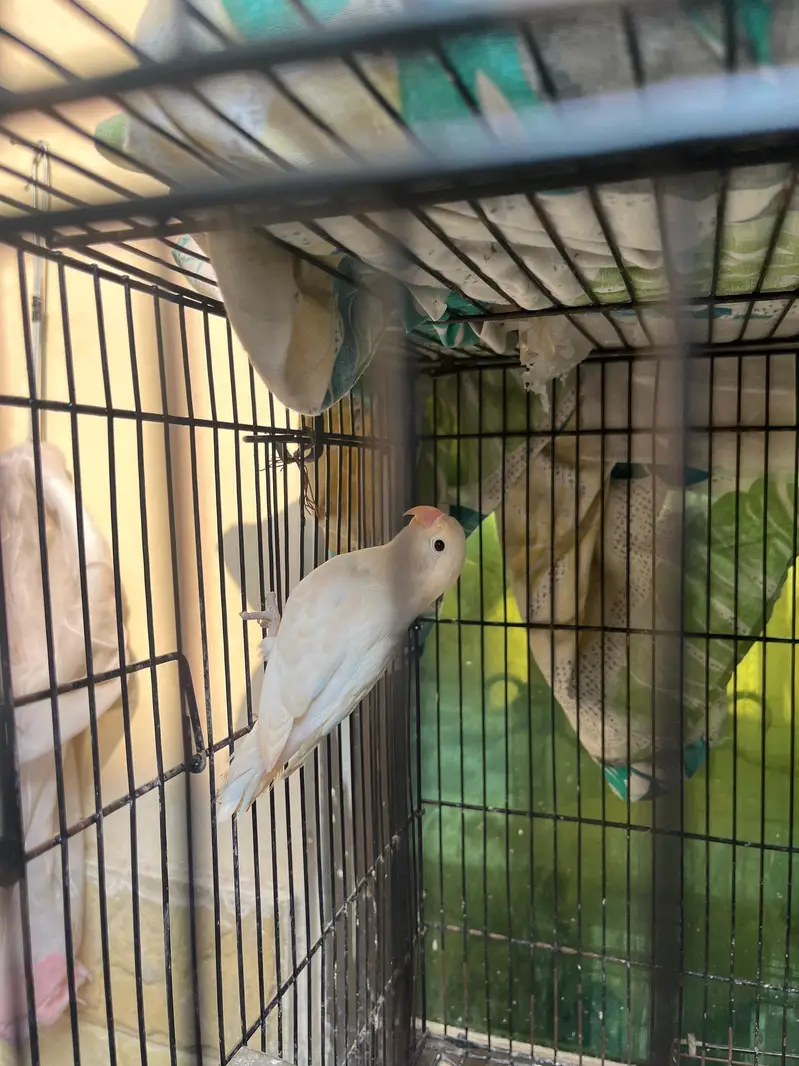Lovebirds breeder fertile male for sale — photo 3