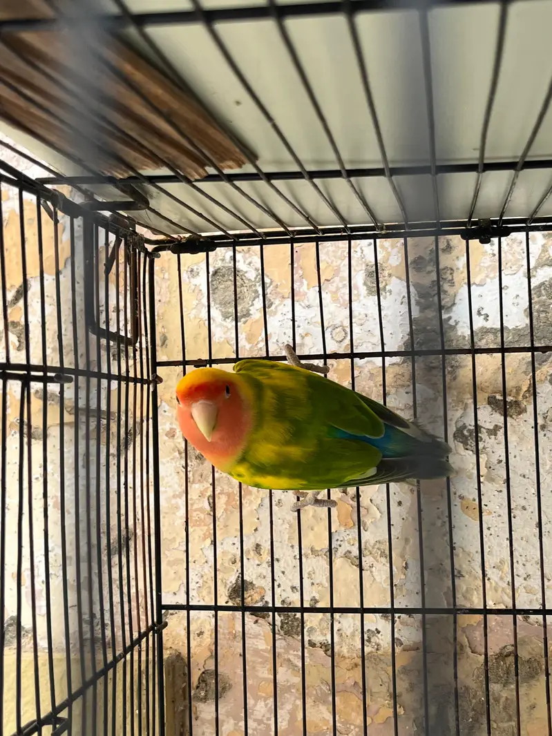 Lovebirds breeder fertile male for sale — photo 4