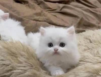 Tripe coat Persian kitten