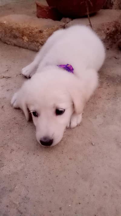 Golden Retriever Puppy in White Colour