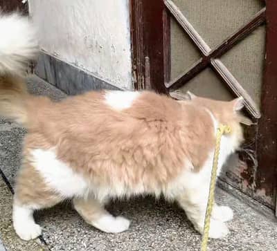 Persian Cat Friendly