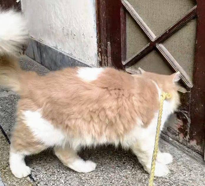 Persian Cat Friendly 0