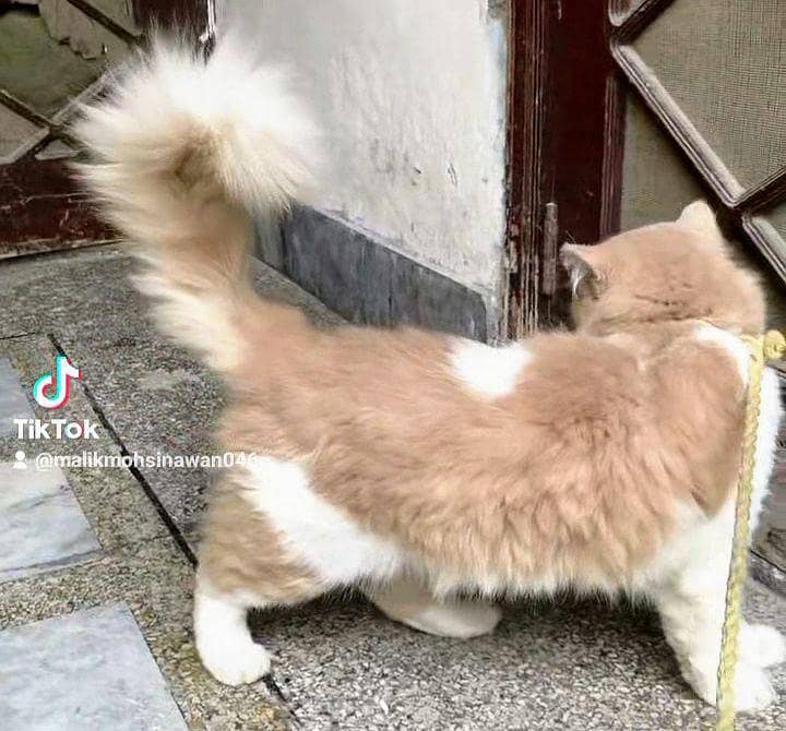 Persian Cat Friendly 1