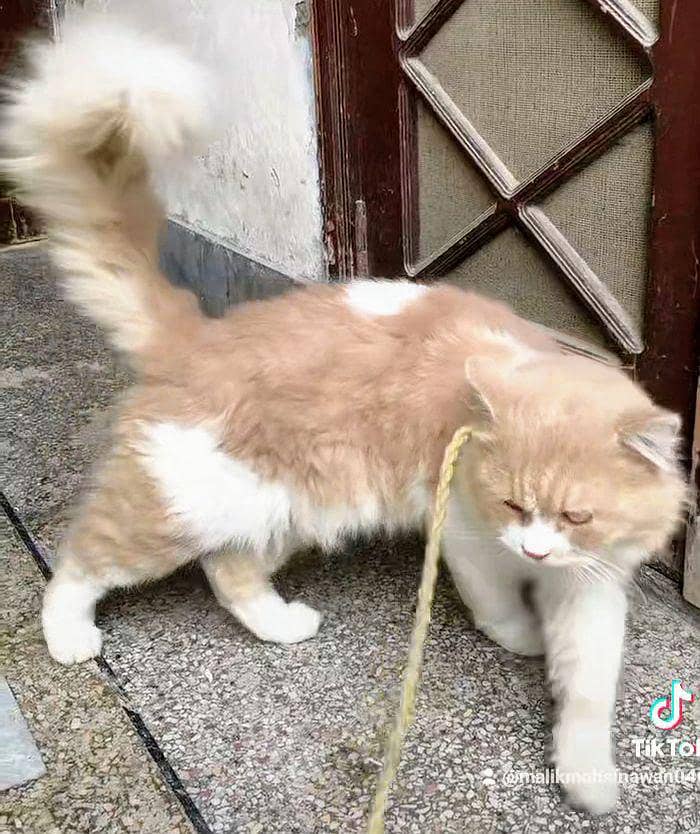 Persian Cat Friendly 2