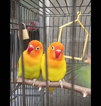 Latino pasnata love birds