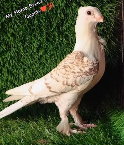 Sentient Dun lace  3Kali Male For Sale
