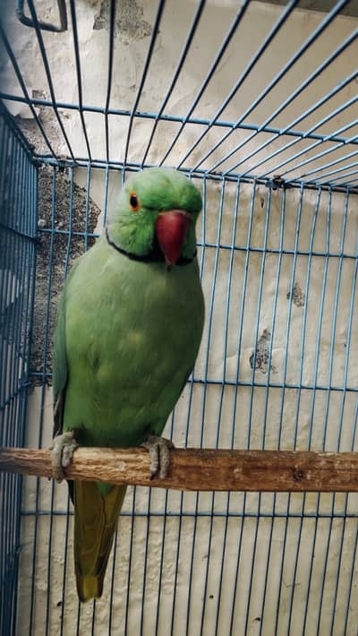 Parrot fir Sale