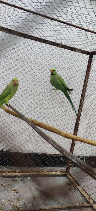 ringnack breeder pair for sale