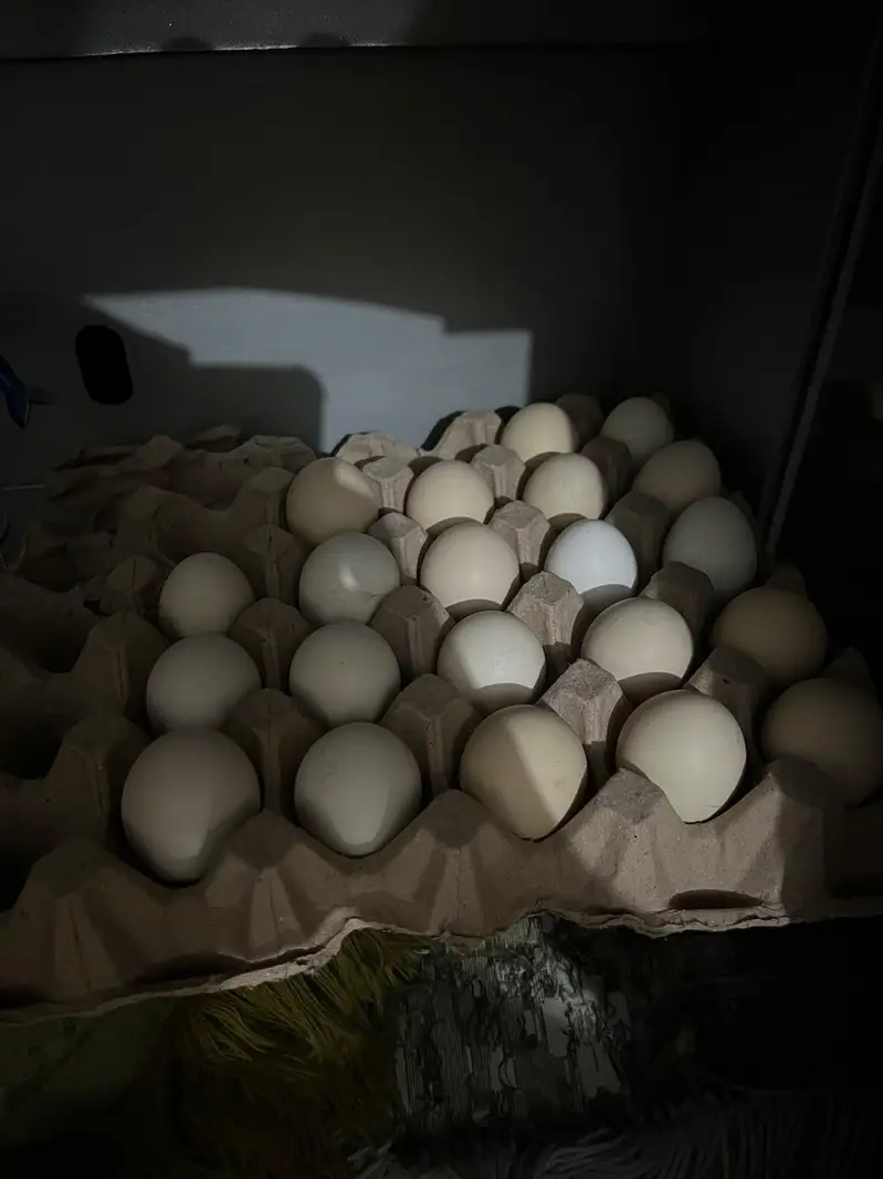 Beers aseell eggs — photo 2
